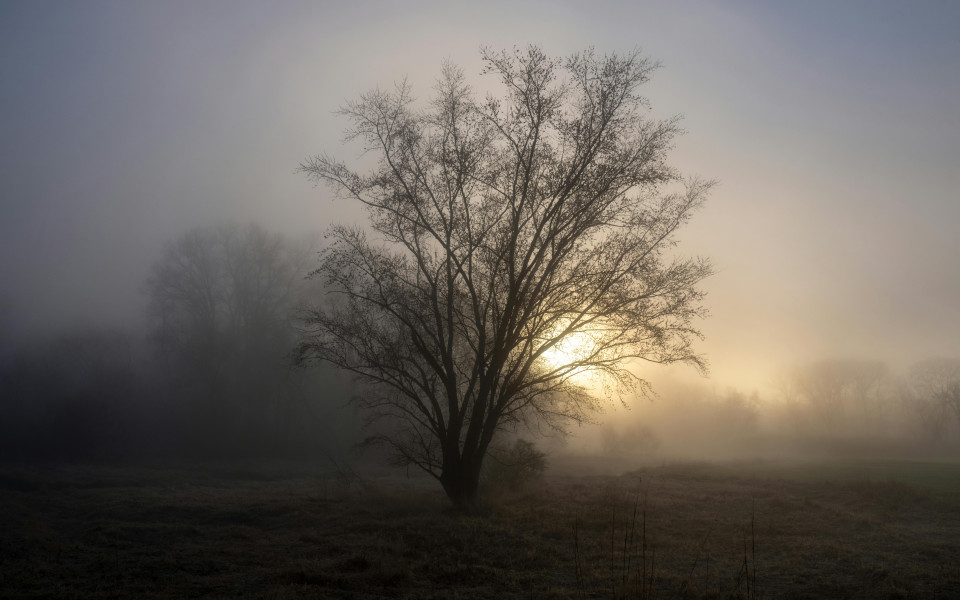 Ein einzelner Baum steht in einer nebligen Landschaft, dahinter ist die Sonne schemenhaft zu erkennen.