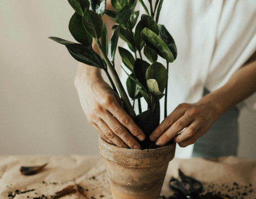 Hände setzen eine grüne Zimmerpflanze in einen Blumentopf mit Erde – Symbol für Wachstum, Fürsorge und einen behutsamen Neuanfang.