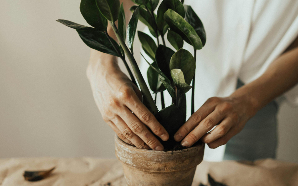 Hände setzen eine grüne Zimmerpflanze in einen Blumentopf mit Erde – Symbol für Wachstum, Fürsorge und einen behutsamen Neuanfang.