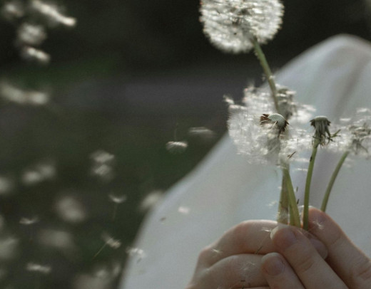 Eine Frau hält mehrere Pusteblumen in den Händen, während ihre Samen im Wind verstreut werden.