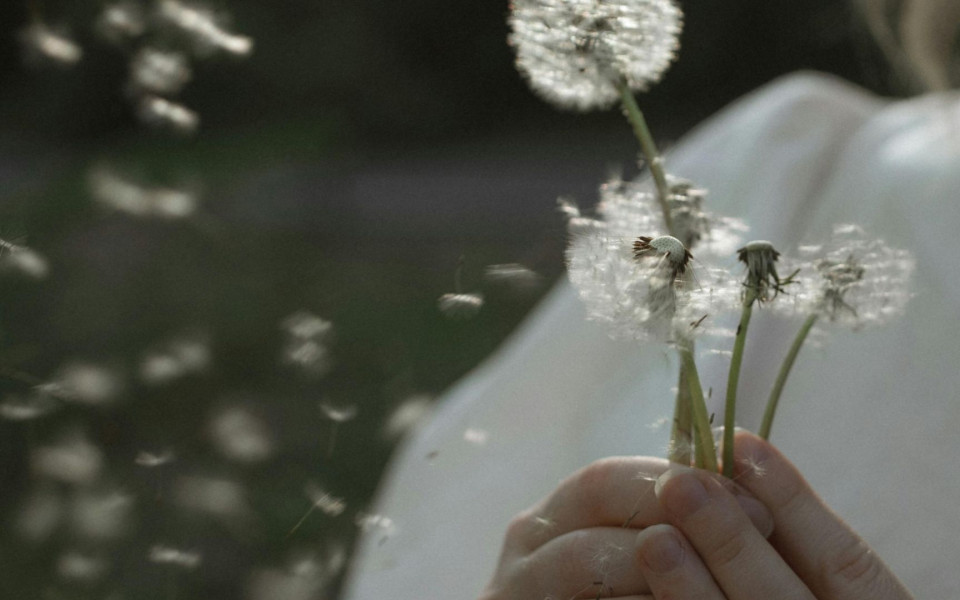Eine Frau hält mehrere Pusteblumen in den Händen, während ihre Samen im Wind verstreut werden.